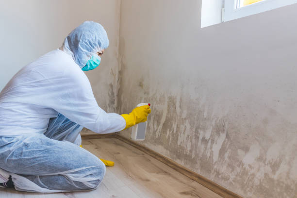 Licensed Basement Mold Remediation service in Strasburg, VA - 24 Hour Mold Removal