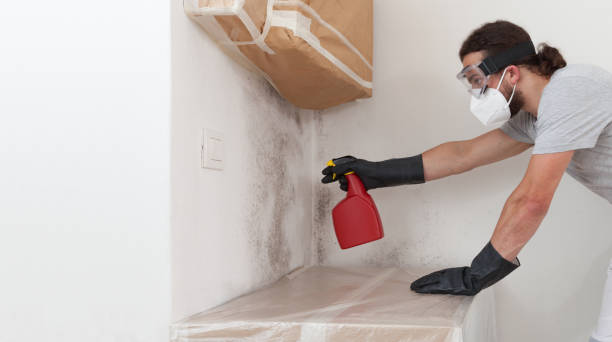 Professional Basement Mold Remediation technician working in Strasburg, VA
