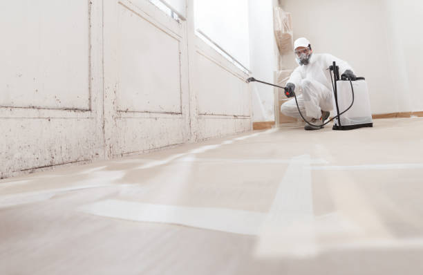 24/7 Emergency Basement Mold Remediation experts in Strasburg, VA
