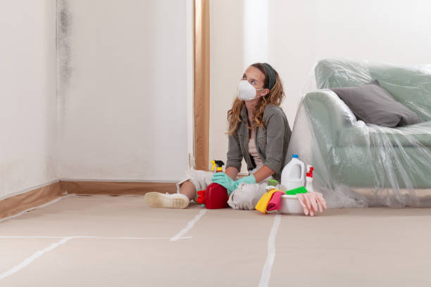Reliable Basement Mold Remediation contractor in Strasburg, VA by 24 Hour Mold Removal