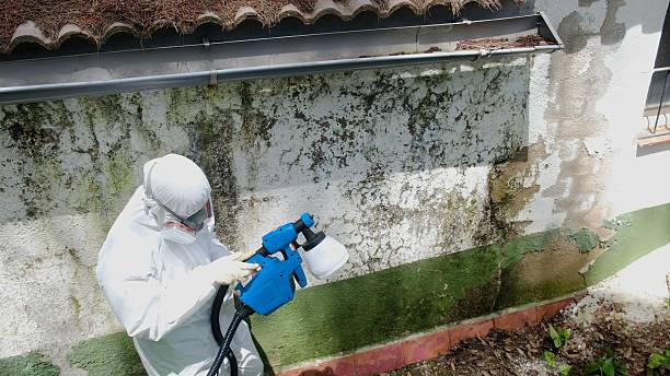 Top rated local Basement Mold Remediation specialists in Strasburg, VA